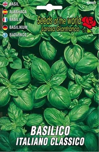 Bio basilico Italiano classico